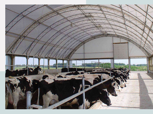 Тентовые коровники в Партизанске